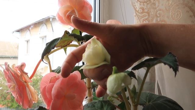Клубневая бегония от Диметрис. Стоит ли покупать и как растут в домашних условиях. Юлия Датта смотреть онлайн