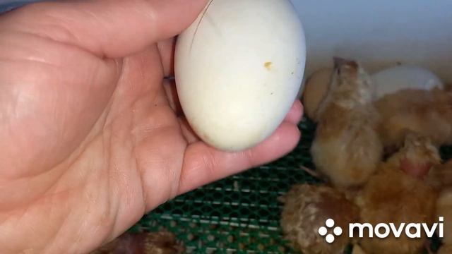 первые гусята и второй вывод цыплят. Голошеек подарила смотреть онлайн