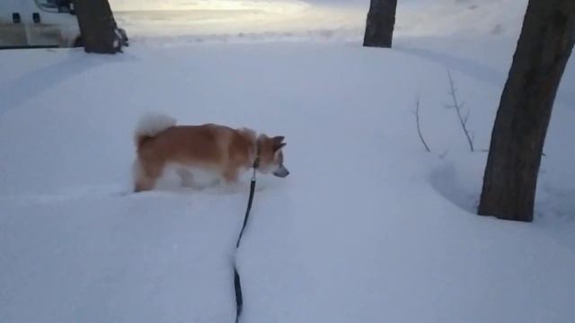 акита-ину и много снега. прыгает как кенгуренок смотреть онлайн