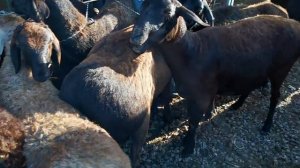 Молбозори душанбе ленский район нархи гусфандхо ва бука бара совлуқ элита 2020