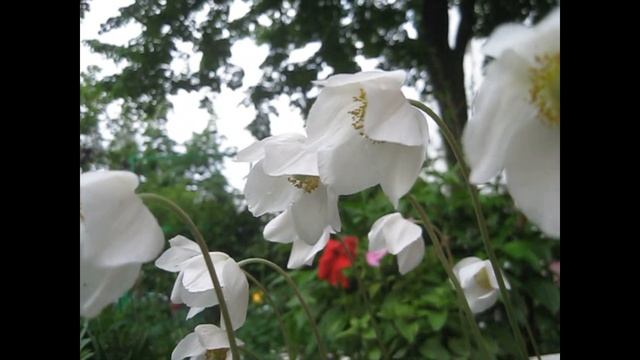 Клумбы нашего двора, 18 мая, после дождя и во время дождя. смотреть онлайн
