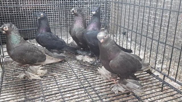 Узбеки смотреть онлайн