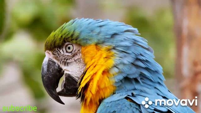 Великолепная музыка Вечная Любовь?