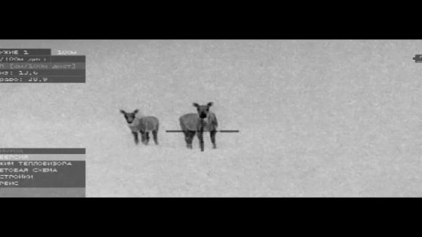 Тепловизор. Тест тепловизора Dedal Venator