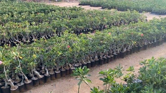 Путтапарти Индия. Празднуем День рождение бога, меня измазали в краске как последнего клоуна! смотреть онлайн