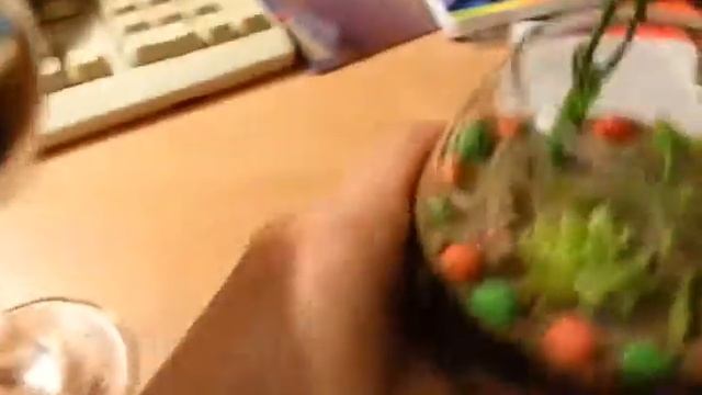 Композиция из Суккулентов