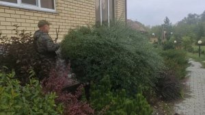 Как я обрезаю иву пурпурную