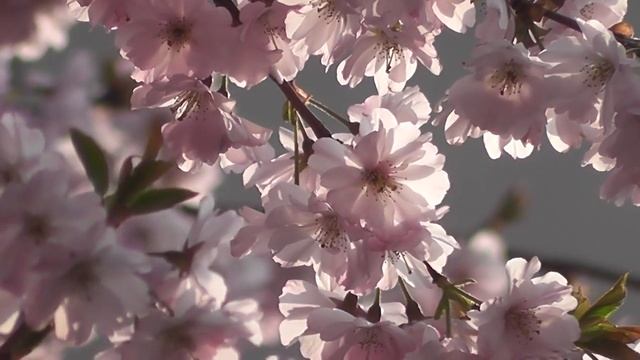 23 апреля Красная горка. Фомино воскресенье. Обряды и заговоры на красоту, здоровье и достаток! смотреть онлайн