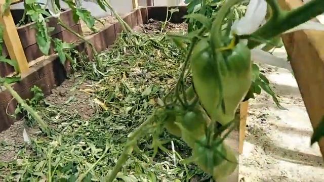 23 июня 2020г. САМЫЕ РАННИЕ ИЗ ИНДЕТОВ лучшие сорта томатов смотреть онлайн