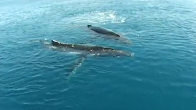 Whale Song смотреть онлайн