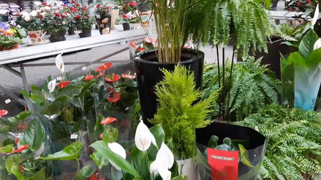 Поздравляю с 8 марта! смотреть онлайн