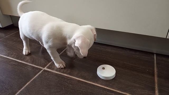 Щенок Джек Рассел терьер 2 месяца, команда "ждать" смотреть онлайн