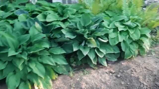 НЕ САЖАЙТЕ ЭТИ ЦВЕТЫ, а то соседи толпами будут ходить к вам восхищаясь клумбами смотреть онлайн