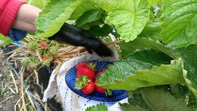 Обзор на клубнику НСД Маджестик. Земляничная Исландия. смотреть онлайн