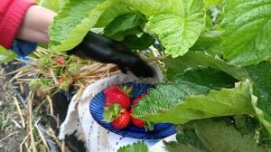 Обзор на клубнику НСД Маджестик. Земляничная Исландия.