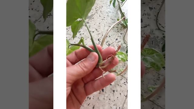 Bouture Syngonium... طريقة تكثير