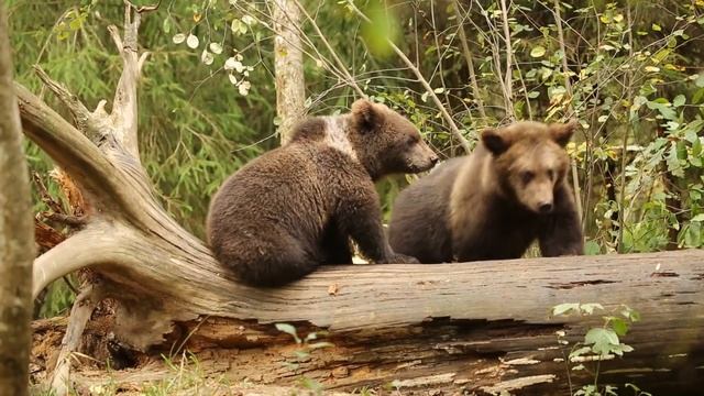 ПОРА РАССТАВАНИЙ...