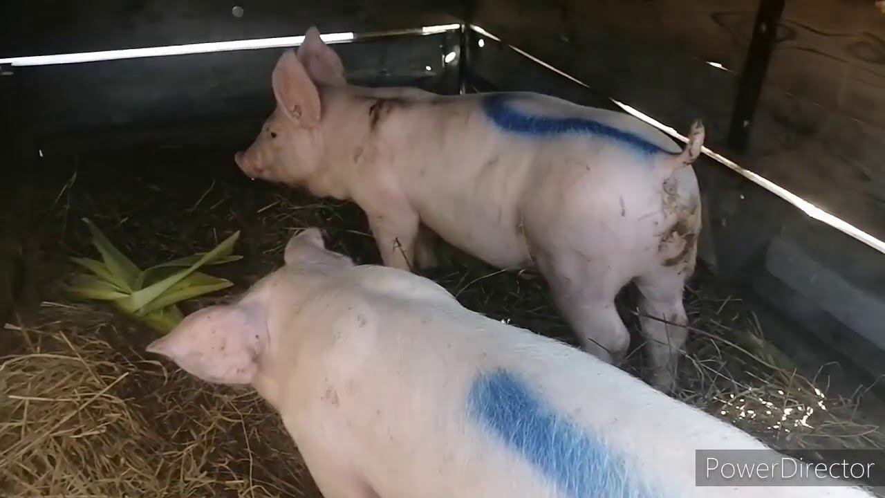 Покупаю поросят на свинокомплексе!