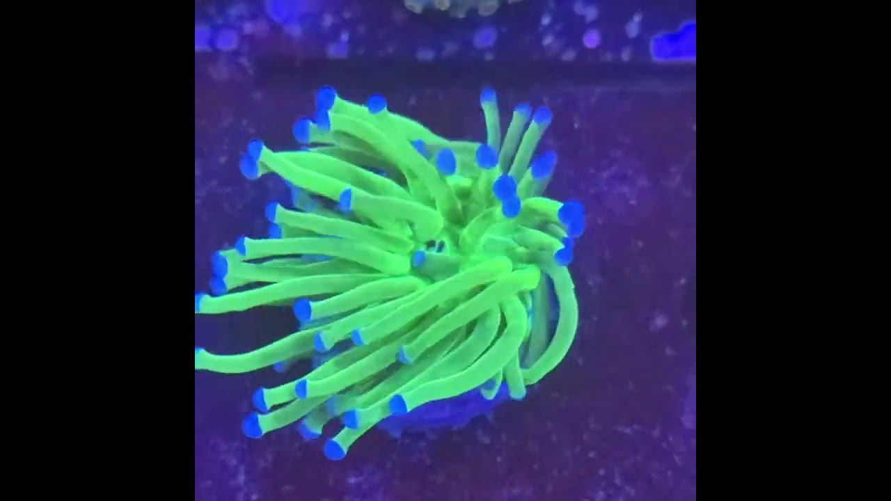 Green Metalic Torch Blue Tips смотреть онлайн