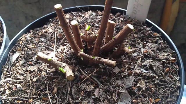 05.03.2020 Как выглядят саженцы от Euroflora. После обрезки спустя неделю. смотреть онлайн