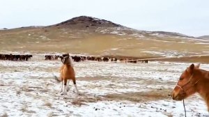 Монголы лучшие наездники.