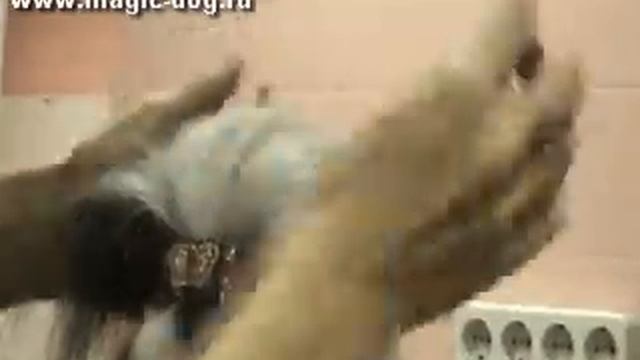 Топ-кнот_3.avi