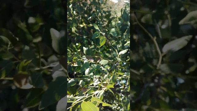 ягоды зизифуса у меня растут смотреть онлайн