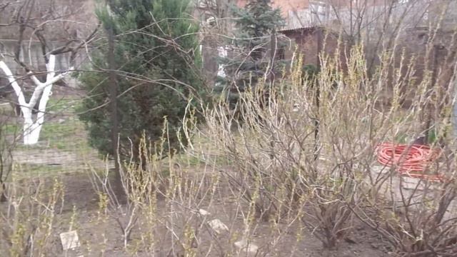 🌺Проснулся,🧚Зазеленел и🌺 Кое Где🧚 Зацвёл🌺 смотреть онлайн