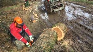 Stihl MS 361 in Eichenholz