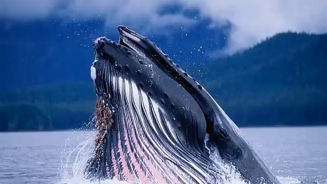 А вы знали почему Киты выпрыгивают из воды смотреть онлайн