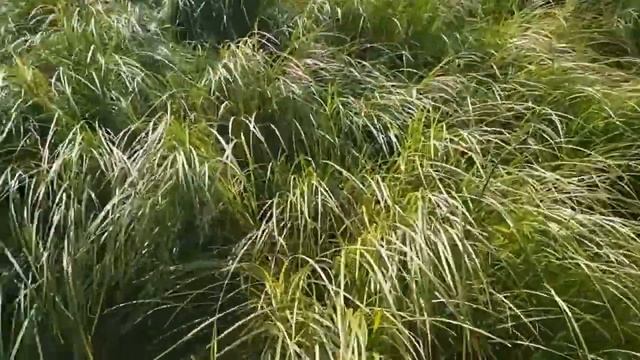 The First Adventure Of A Forest Dog. Little Leader Learns To Look For Prey To Survive In The Wild.