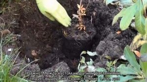 Рододендрон листопадный: сорта, посадка и уход