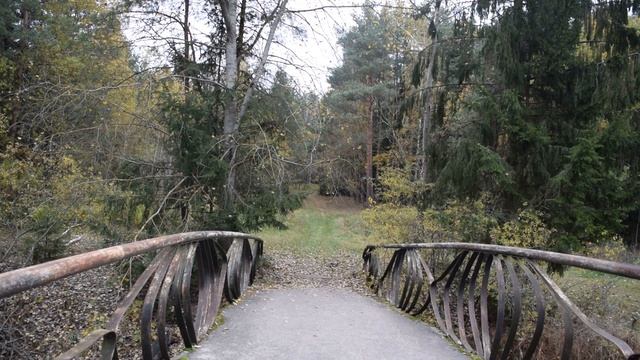 Природа,Лес,Осень,Звуки леса,Беларусь около минска,Nikon D3300, 2020 год Октябрь смотреть онлайн