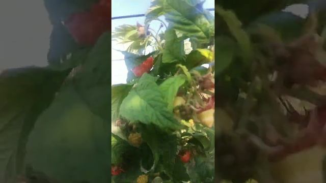Малина "Таганка". Ремонтантный сорт. Отличный вариант для начинающих. смотреть онлайн