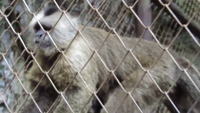 Обезьянки в парке Monkey Jungle в Сосуа (Доминикана). Часть 2 смотреть онлайн