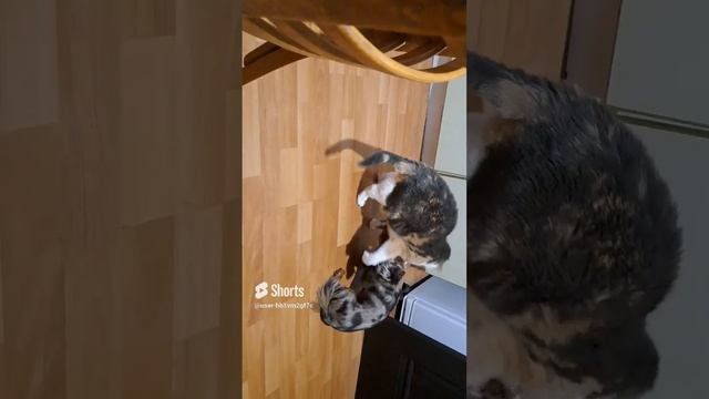 я к тебе со всею душой?? смотреть онлайн