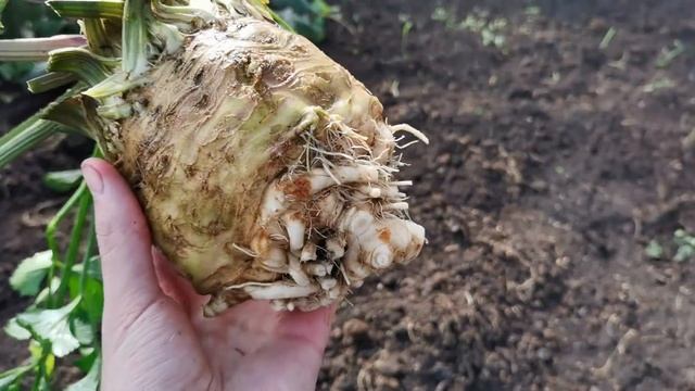 Уборка корневого сельдерея и зимней редьки, подготовка их к хранению смотреть онлайн