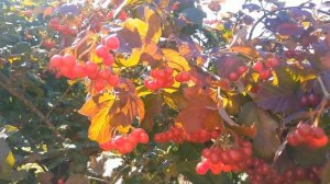 Какие деревья нужно садить возле дома, а какие не стоит🌳🌳🌳