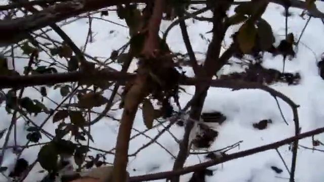 уникальная морозостойкость и засухоустойчивость незаменимой ежевики Блек Сатин. Покупайте саженцы смотреть онлайн