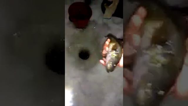 Ротан, жив! смотреть онлайн