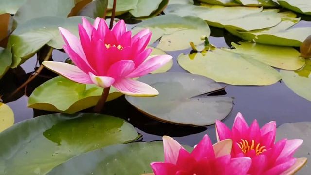 Нимфея Attraction (nymphaea Attraction), нимфея Аттракцион смотреть онлайн