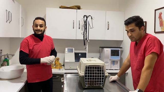 KEDİYİ KAÇIRDI! ? Bir Günlüğüne Stajyerim Oldular! PART.1 #inanoğlu