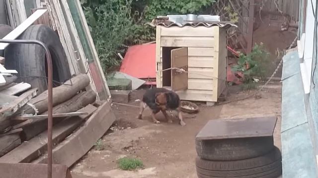 Злая собака