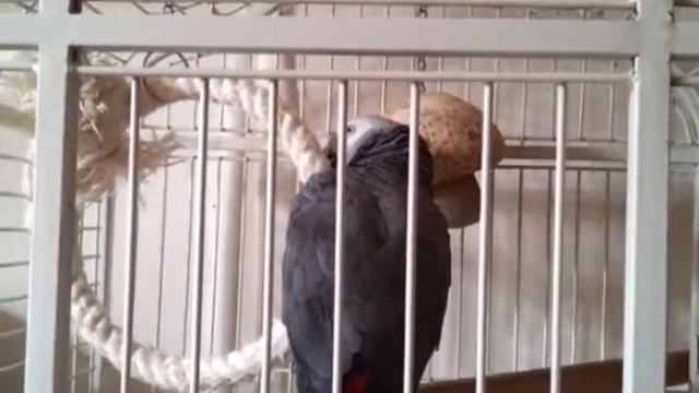 6 МОЙ ЖАКО ЖОРИК ТАРИТАТИ ТАТАМ, ОП, ОП! смотреть онлайн