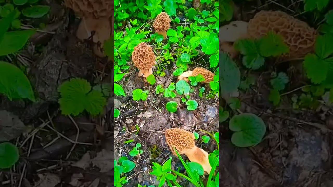 Половина корзины найдено #грибы #грибалка #грибнойсезон #сморчки #лес #тихая_охота #природа #shorts смотреть онлайн