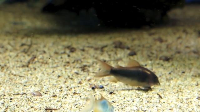 Corydoras Venezolanus & Corydoras Black Venezuela смотреть онлайн