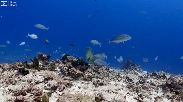 [NEW] 11HR Stunning 4K Underwater footage - Rare & Colorful Sea Life Video-Relaxing Sleep Music #24 смотреть онлайн