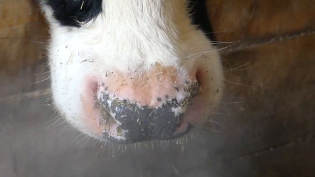 Разговор на ферме в день влюблённых смотреть онлайн