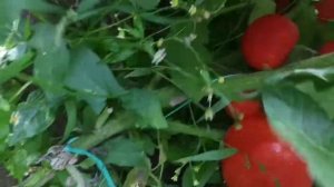 Томат Любаша советую садить