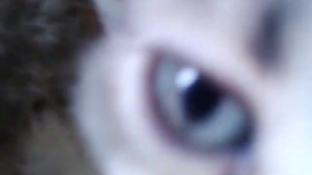 Букет котов смотреть онлайн